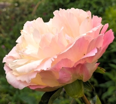 'Gardening for the Terrified' short course with Shelagh Todd  -  lecturer, garden designer & plantswoman.