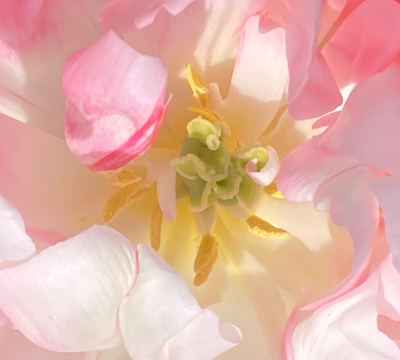 Design & Plan your own Garden - 2 days ~  Shelagh Todd - lecturer, garden designer & plantswoman 