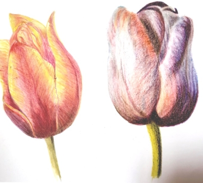 'Rediscovering Pencils in Art - Tulips' with Margaret Jarvis 